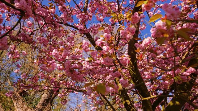 The Spring: POV gimbal shot featuring a tree in cherry blossom with percolating sun rays.