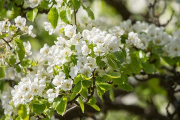 Blooming branch of pear tree in spring in sunlight closeup