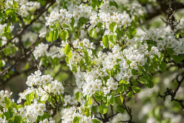 Blooming branch of pear tree in spring in sunlight closeup