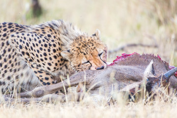 Cheetah with prey