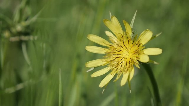 Green insect on Tragopogon pratensis plant close-up 4K 2160p 30fps UltraHD footage - Beautiful yellow meadow salsify flower shallow DOF 3840X2160 UHD video