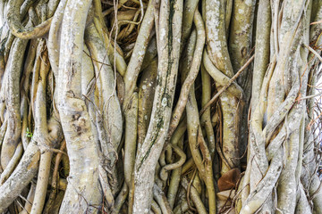 Big Tree roots natural in the park