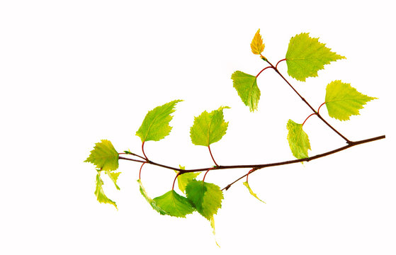 Birch leaves isolated on the white background.