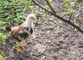Broiler chickens breeding on a farm