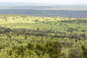 Fototapeta na wymiar Wide and green landscape view of Kruger National Park
