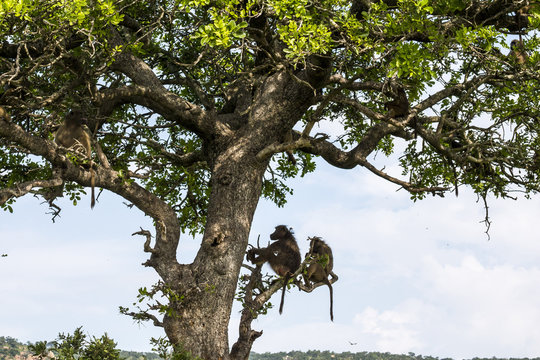 Monkeys on big tree in Kruger National Park