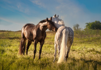 Obraz premium Dapple-grey and bay horses together in evening