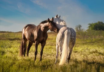 Raamstickers Dapple-grey and bay horses together in evening © ashva