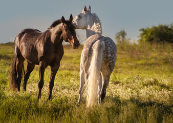 Dapple-grey and bay horses together in evening
