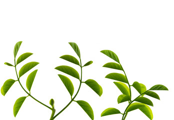 Young green leaves on white background