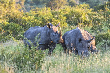 Rhinos in the bush of Kruger National Park in the evening