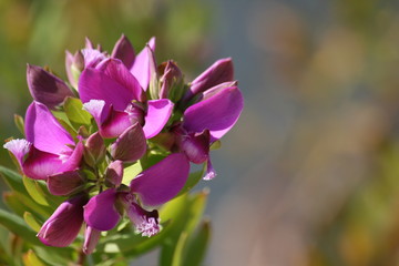 Blume