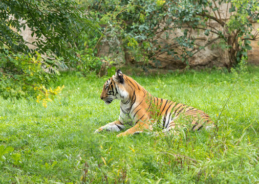 Sumatran tiger