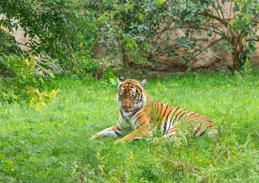 Sumatran tiger