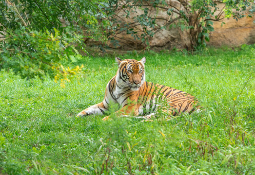 Sumatran tiger