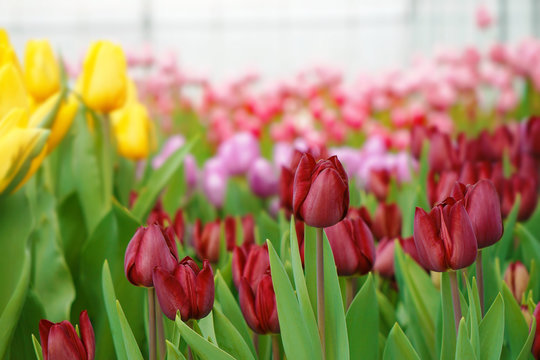 Plenty of colorful tulips in flower shop
