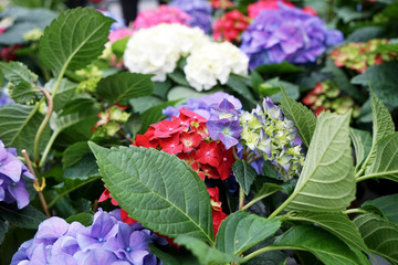 Plenty of colorful flowers in floral shop