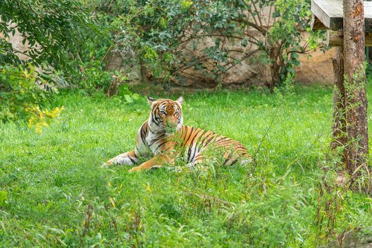 Sumatran tiger