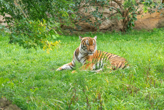 Sumatran tiger