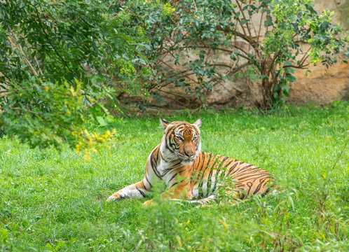 Sumatran tiger