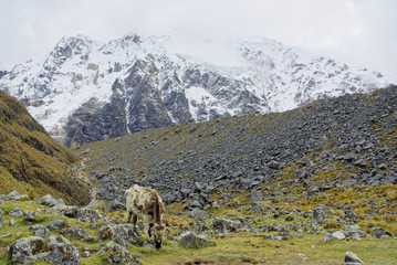 Naklejka premium Salkantay Mountains Peru