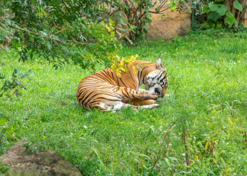Sumatran tiger