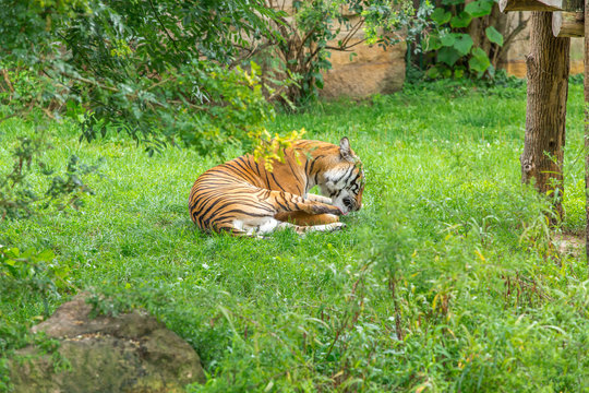 Sumatran tiger