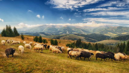 Fototapeta na wymiar sheeps