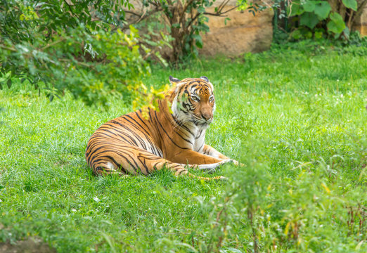 Sumatran tiger