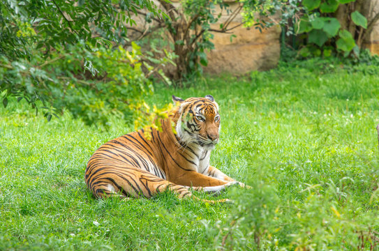 Sumatran tiger