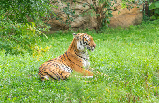 Sumatran tiger