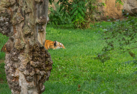 Sumatran tiger