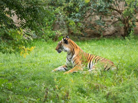 Sumatran tiger