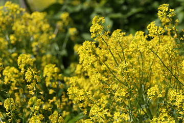 The flowers of the rape are close-up.