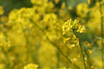 The flowers of the rape are close-up.