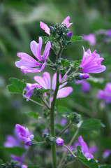 Common mallow close-up