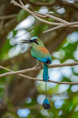 Blue-crowned motmot bird rear view