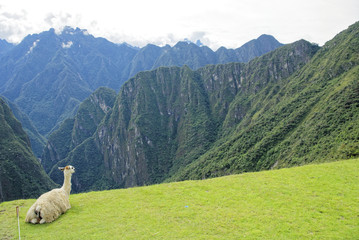Naklejka premium Llama in Machu Pichu