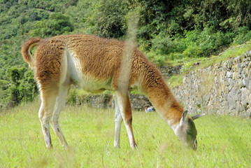 Llama in Machu Pichu