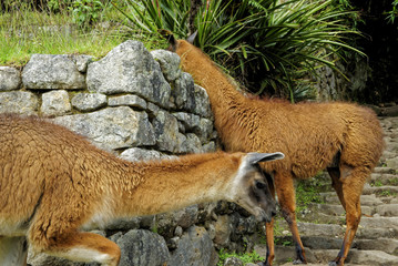 Llama in Machu Pichu