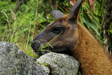 Llama in Machu Pichu