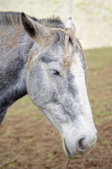 Fototapeta premium Rainbow Mountain Horse Ride