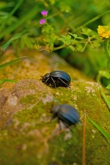 close-up black beetle