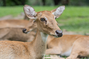eld's Deer