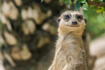 Slender-tailed Meerkat