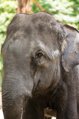 Fototapeta premium Asian elephant