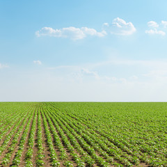 green sunflowers field and blue sky with clouds