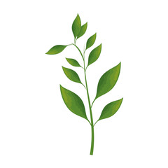 Obraz premium tropical leaves icon over white background colorful desing vector illustration