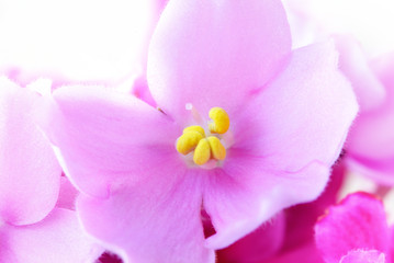 Obraz na płótnie Canvas purple flower Macro