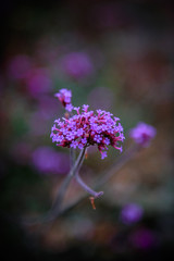 Flower Garden